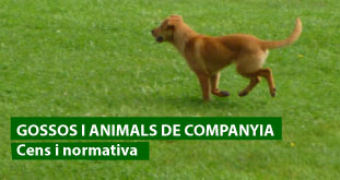 gossos-i-animals-de-companyia-contaminacio-acustica-baner-sant-joan-de-les-abadesses